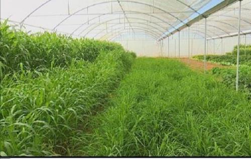 پژوهشگران یزدی برای اولین بار علوفه گلخانه ای در استان تولید کردند