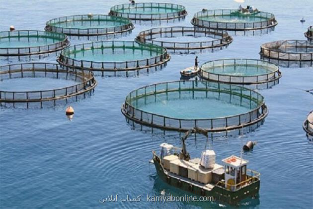 ایجاد زنجیره ارزش تولید ماهی در قفس با مشارکت 12 مجموعه صنعتی