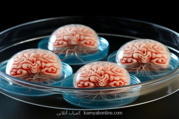 لاین جدید تحقیقات کاربردی شناختی با توسعه تجهیزات لابراتوار نقشه برداری مغز