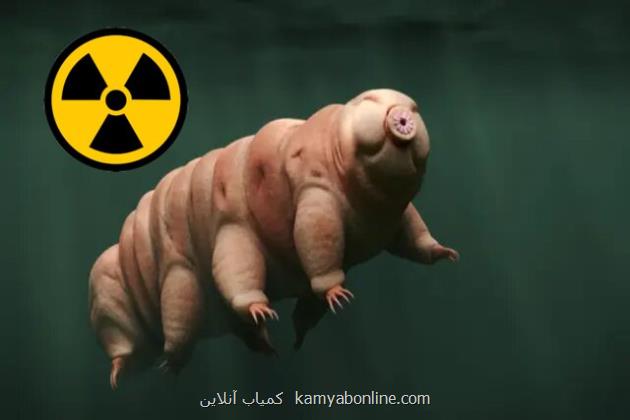 کمک یک جانور نامیرا به انسان برای مقاومت دربرابر تشعشعات هسته ای