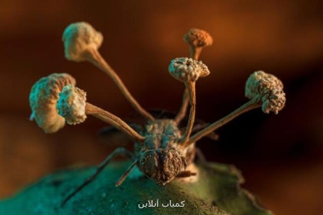 با زامبی های دنیای واقعی آشنا شوید!