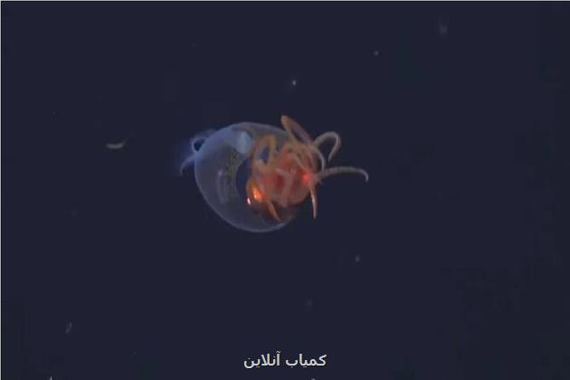 اولین ویدئوی تاریخ از یک ماهی مرکب در اعماق اقیانوس