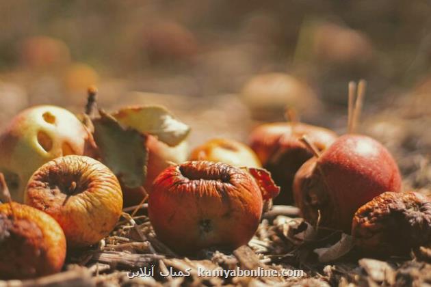 مواد غذایی متهم نتایج آب وهوایی شد