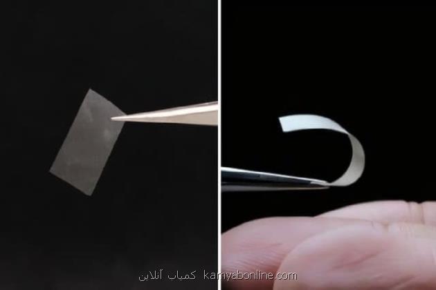 ابداع ماده ای جدید از قارچ برای ساخت باتری و بسته بندی های زیست محیطی