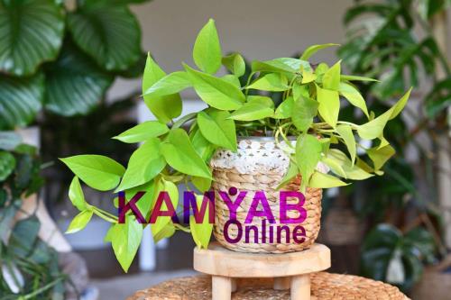 ترفندهای ساده ای که شما را به یک باغبان حرفه ای تبدیل می کند