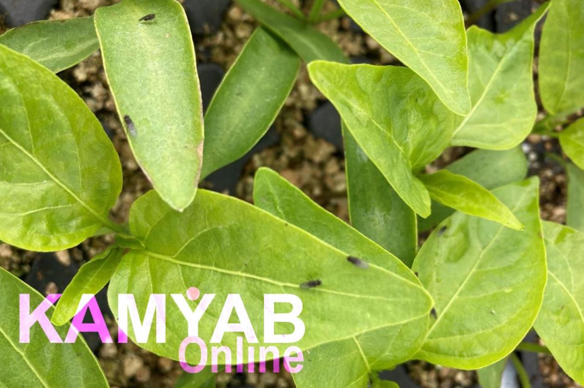 بهترین ترفندهای از بین بردن پشه گلدان