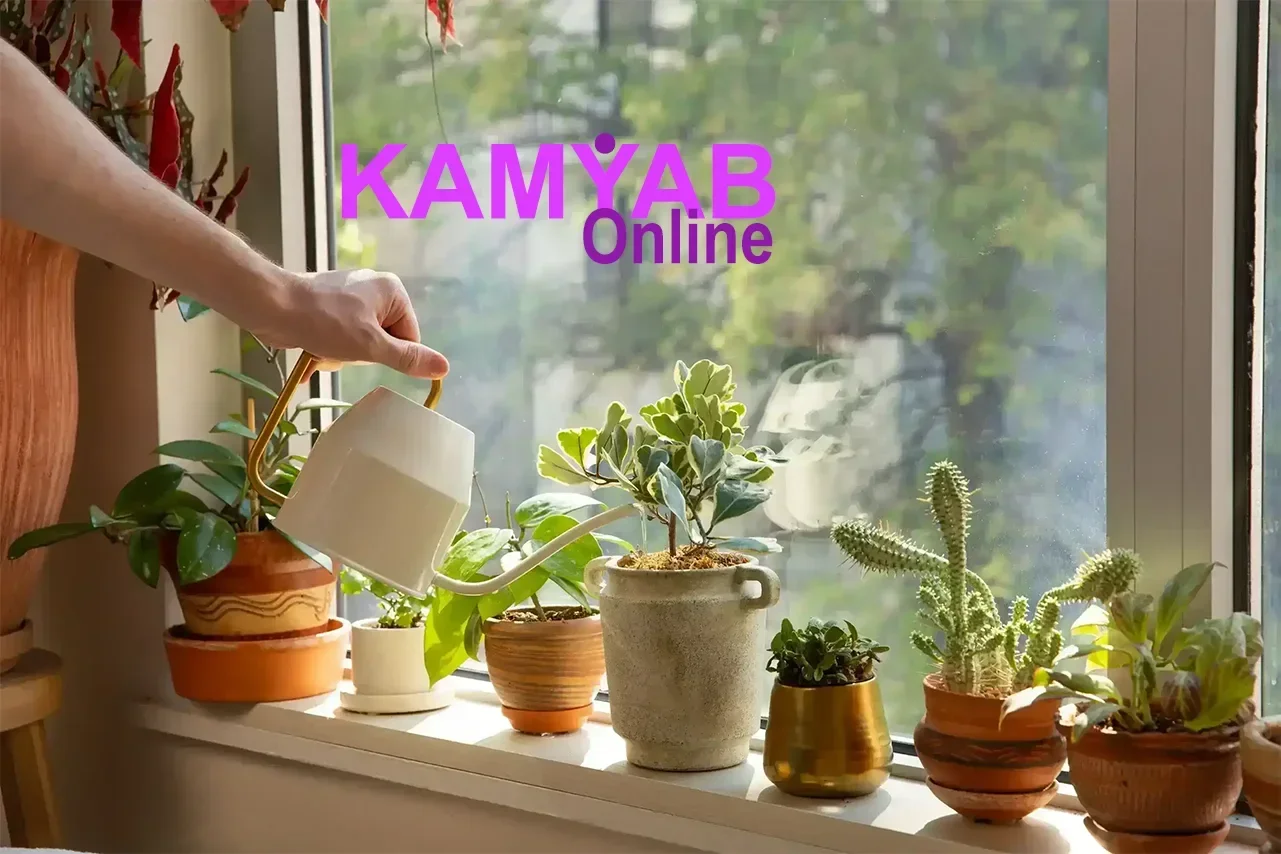 ترفندهای نگهداری از گیاهان آپارتمانی