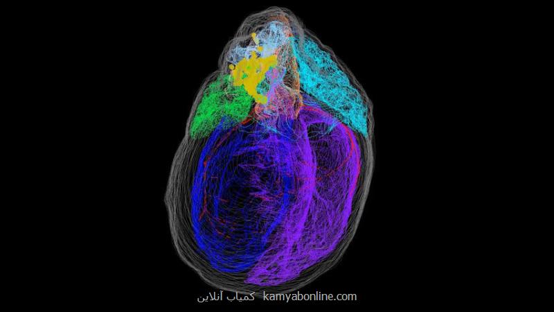 تولید نخستین نقشه سه بعدی نورون های قلب