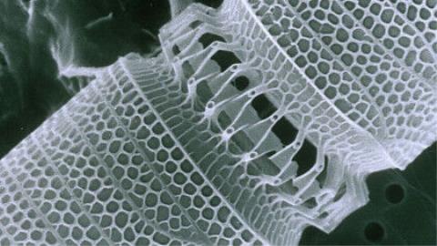 استفاده از شیشه انعطاف پذیر برای ساخت میكروسكوپ