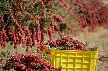 فرآوری غذایی و دارویی چاره برون رفت از مشكلات زرشك است