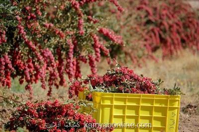 فرآوری غذایی و دارویی چاره برون رفت از مشكلات زرشك است